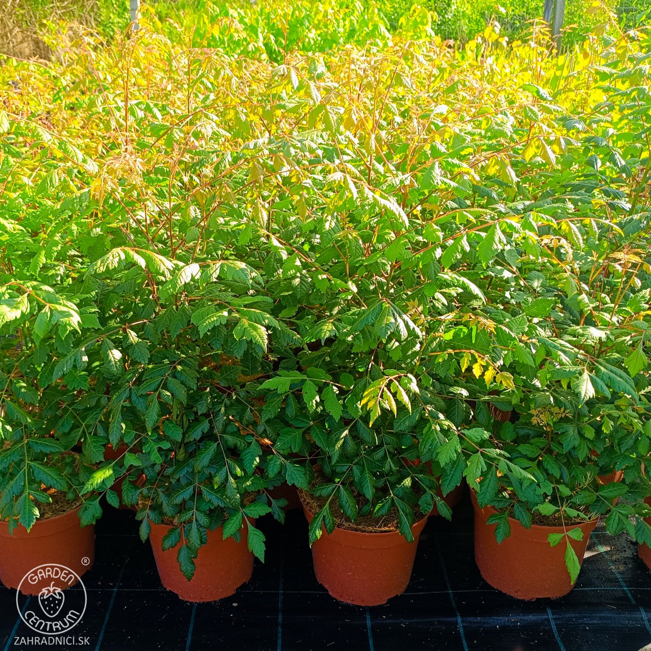 Obrázok Jaseňovec metlinatý (Koelreuteria paniculata) – výška 50-70 cm, kont. C5L